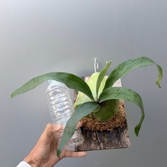 ビカクシダAlcicorne ver.Africa　の画像