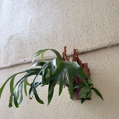 ビカクシダAlcicorne ver.Africa　の画像