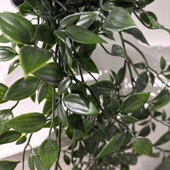 IKEA 人工観葉植物　2種セットの画像