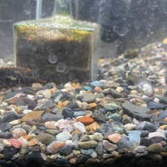 ミックスグッピーの稚魚５匹セットの画像