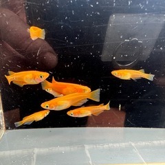 メダカ 楊貴妃 4ペアの画像