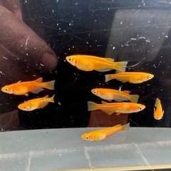 メダカ 楊貴妃 4ペアの画像