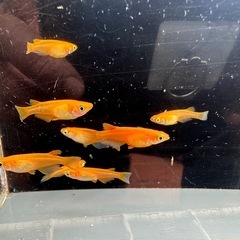 メダカ 楊貴妃 4ペアの画像