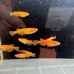 メダカ 楊貴妃 4ペアの画像