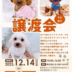 ✨🎄✨譲渡会開催✨🎄✨