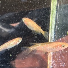 メダカ オレンジラメ🍊 3ペアの画像