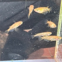 メダカ オレンジラメ🍊 3ペアの画像