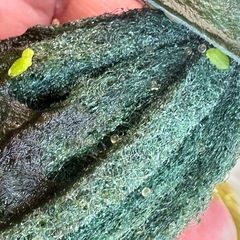 メダカ オレンジラメ🍊 3ペアの画像