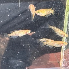 メダカ オレンジラメ🍊 3ペアの画像