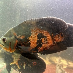 【１２月５日までに決まらなければショップに引き取ってもらいます】【バラでの引き取りは条件によっては可能です】ポリプテルス、オスカーなどの大型肉食熱帯魚差し上げますの画像