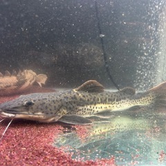 【１２月５日までに決まらなければショップに引き取ってもらいます】【バラでの引き取りは条件によっては可能です】ポリプテルス、オスカーなどの大型肉食熱帯魚差し上げますの画像