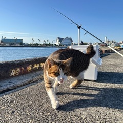 軽自動車のスタッドレスタイヤ募集