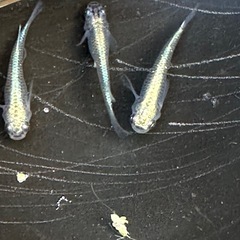 メダカ 古龍系黒幹之ロゼ 1ペア＋メス 極上の画像