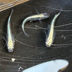 メダカ 古龍系黒幹之ロゼ 1ペア＋メス 極上の画像