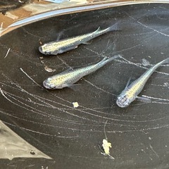 メダカ 古龍系黒幹之ロゼ 1ペア＋メス 極上の画像