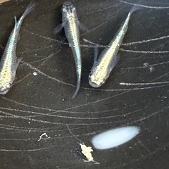 メダカ 古龍系黒幹之ロゼ 1ペア＋メス 極上の画像