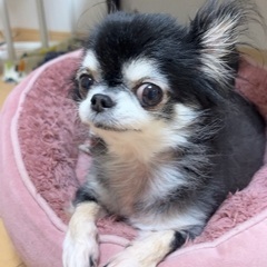 チワワ　ブラックタン