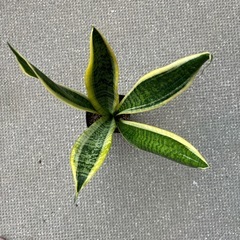 トラの尾（サンスベリア）の画像