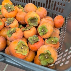 無料　柿　たくさんの画像