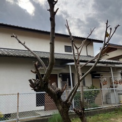 無料　柿　たくさんの画像