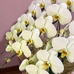 胡蝶蘭5000→4000円の画像