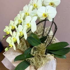 胡蝶蘭5000→4000円の画像