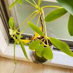 【¥0】観葉植物　シュフレラ　カポック？の画像