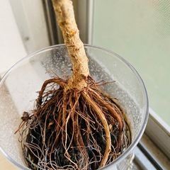 【¥0】観葉植物　シュフレラ　カポック？の画像