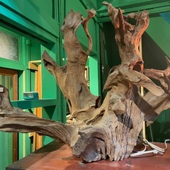 ユニークな流木の画像