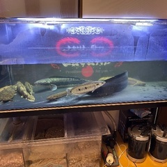 残り1匹!!!大個体!!!!!　ポリプテルス・エンドリケリー50cm前後の画像