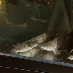 残り1匹!!!大個体!!!!!　ポリプテルス・エンドリケリー50cm前後の画像