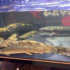 残り1匹!!!大個体!!!!!　ポリプテルス・エンドリケリー50cm前後の画像