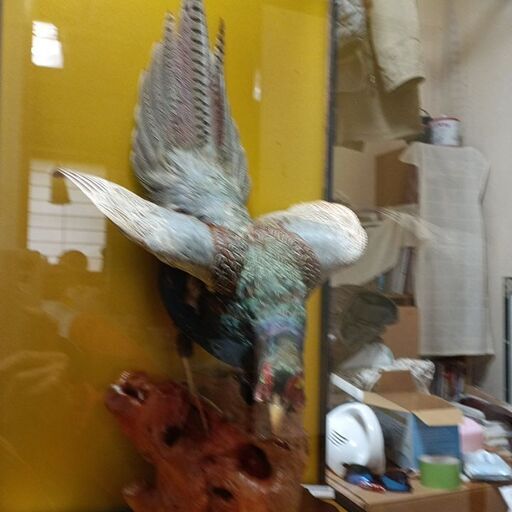 キジの剥製 (マフ) 八木原のインテリア雑貨/小物《置物、オブジェ》の