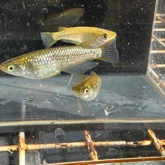 メダカ 覇王🐉ゴールドタイプ 1ペア＋メスの画像