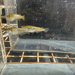 メダカ 覇王🐉ゴールドタイプ 1ペア＋メスの画像