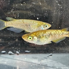 メダカ 覇王🐉ゴールドタイプ 1ペア＋メスの画像