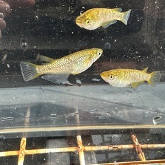 メダカ 覇王🐉ゴールドタイプ 1ペア＋メスの画像