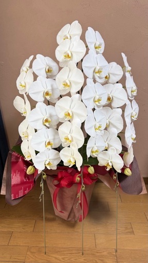 胡蝶蘭5000→4000円