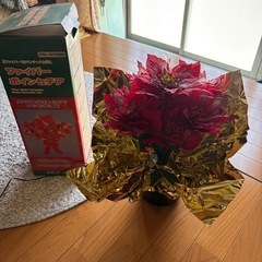 ファイバーポインセチア
の画像