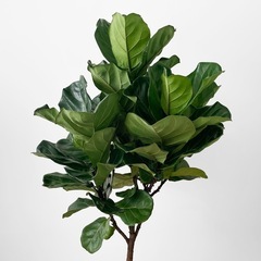 観葉植物 カシワバゴム　165cmの画像