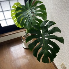 モンステラの画像