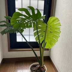 モンステラの画像