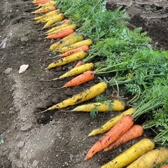 人参 1箱5キロ入り の画像