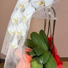 胡蝶蘭5000→4000
円の画像