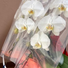 胡蝶蘭5000→4000
円の画像