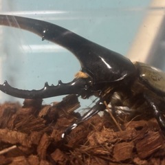 ヘラクレスオオカブト 幼虫 まとめて購入で割引〇の画像