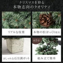 未使用/新品　クリスマス ヌード ツリー 120  ドイツトウヒ ツリー ヌードツリー ポットツリー 松ぼっくりの画像
