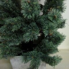 未使用/新品　クリスマス ヌード ツリー 120  ドイツトウヒ ツリー ヌードツリー ポットツリー 松ぼっくりの画像