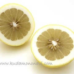 レモン①の画像