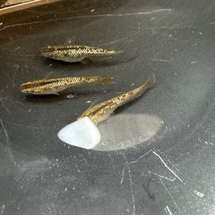 メダカ 琥珀ラメ 1ペア＋メスの画像